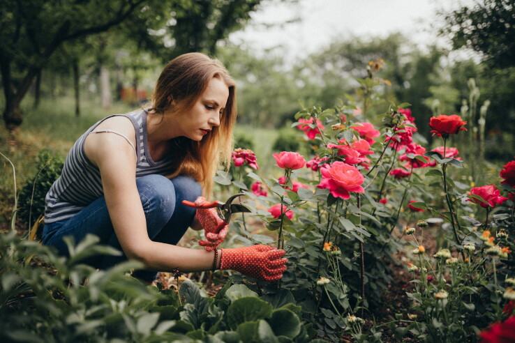 Une femme taille des rosiers en fleurs dans son jardin pour favoriser leur croissance.