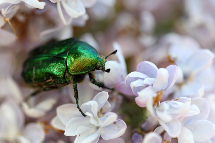 Une cétoine aux reflets verts sur une fleur claire dans le jardin.