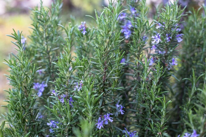  Rosmarinpflanze mit grünen Nadeln und violett-blauen Blüten im Garten an einem sonnigen Standort.