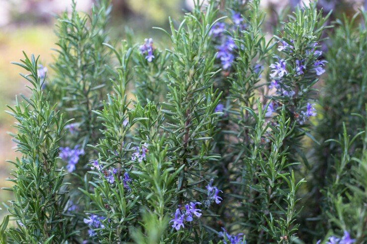  Rosmarinpflanze mit grünen Nadeln und violett-blauen Blüten im Garten an einem sonnigen Standort.