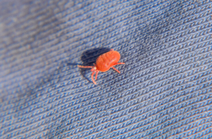 Acarien rouge 