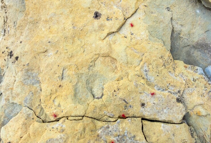 Des acariens rouges sur un mur de pierre chauffé par le soleil : de précieux prédateurs des pucerons et d’autres ravageurs.