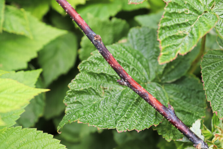 La maladie des tiges est l’une des maladies les plus courantes des framboises et des mûres. 