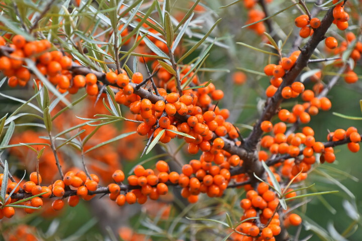 L'argousier (Hippophae rhamnoides), dont les branches sont parsemées de nombreuses baies d'un orange vif.