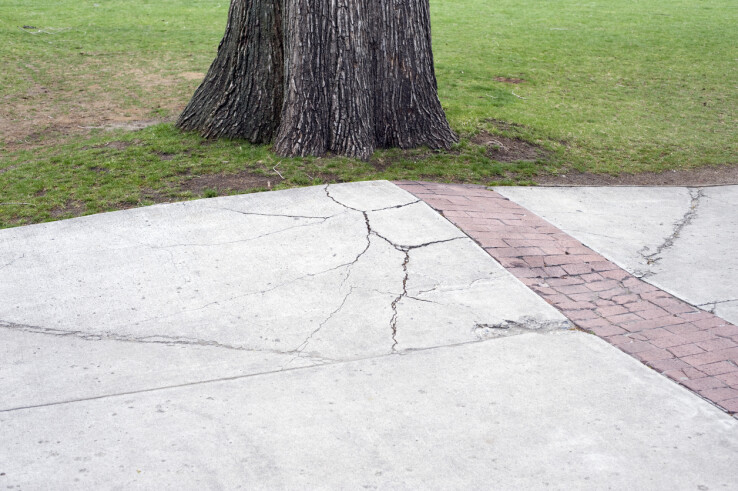 Des fissures dans une surface en béton causées par les racines d'un grand arbre situé à proximité.