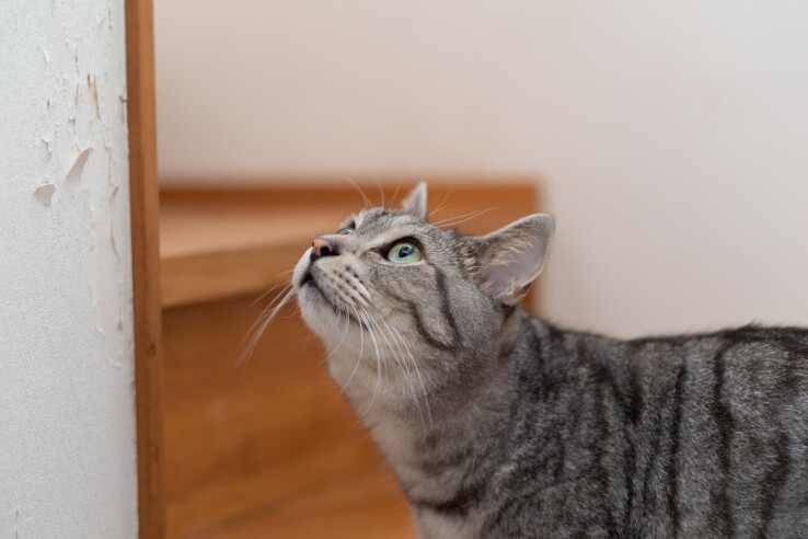 Un chat près d'un mur endommagé dans un appartement en location – image illustrative de la responsabilité civile en cas de dommages causés par un animal de compagnie.