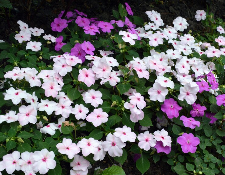 Des impatientes (Impatiens walleriana) à fleurs blanches et roses, plantées dans un coin ombragé du jardin.