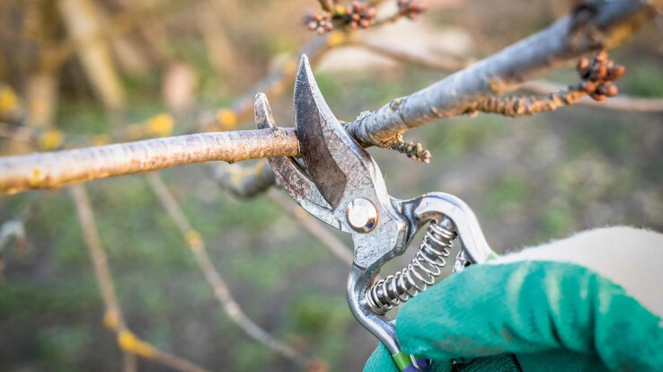 Un sécateur coupe une branche lors de la taille d'hiver dans le verger