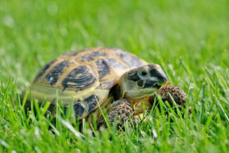 La tortue profite d'une petite balade dans l'herbe fraîche