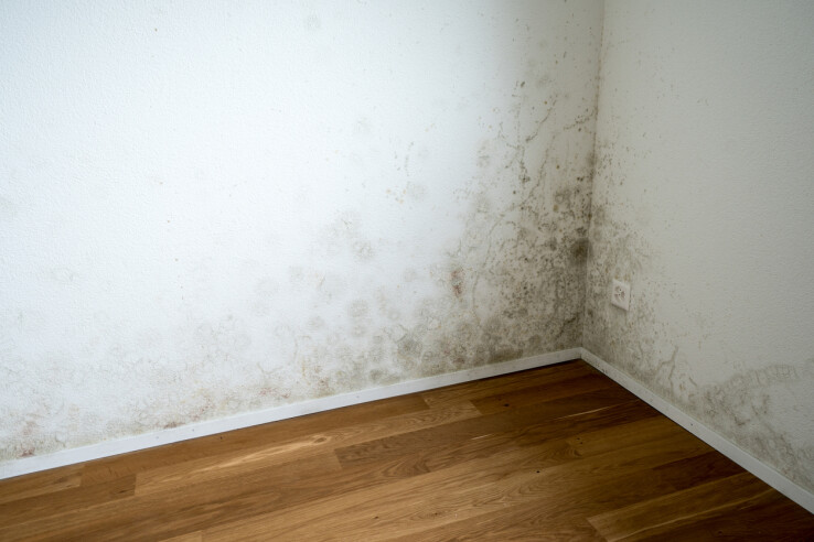 De la moisissure dans un coin de la pièce à cause de l'humidité sur le mur.