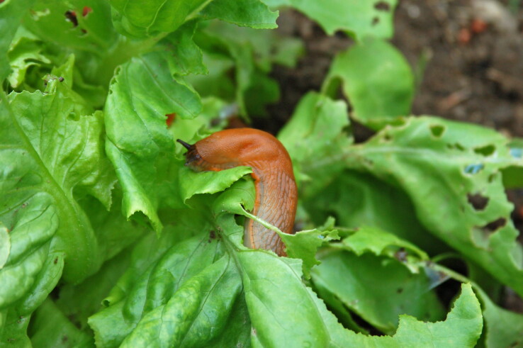 Une limace brune mange de la salade dans le potager.