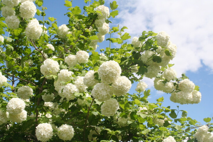 Viorne en fleur (Viburnum opulus) avec des fleurs blanches en forme de boule au printemps.
