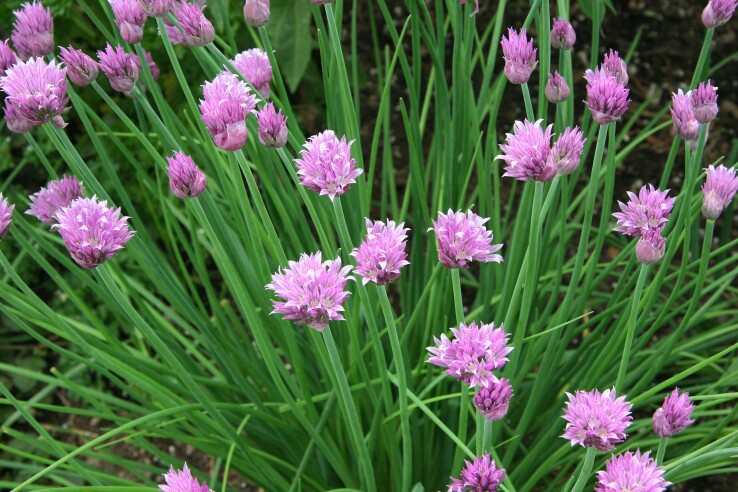 De la ciboulette en fleurs, avec des fleurs violettes, dans un parterre de jardin. Une herbe aromatique polyvalente pour le jardin et le balcon.