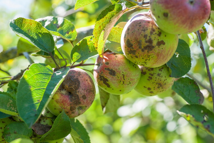 Des pommes atteintes de tavelure sur un arbre fruitier