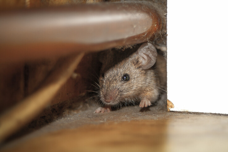 Comme les souris sont nocturnes et craintives, on les aperçoit rarement.