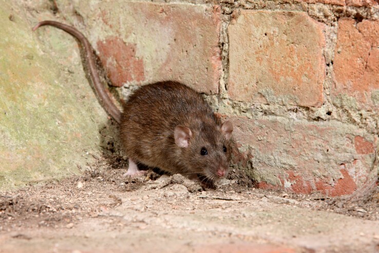 Les rats sauvages n'ont rien à faire à l'intérieur des bâtiments.