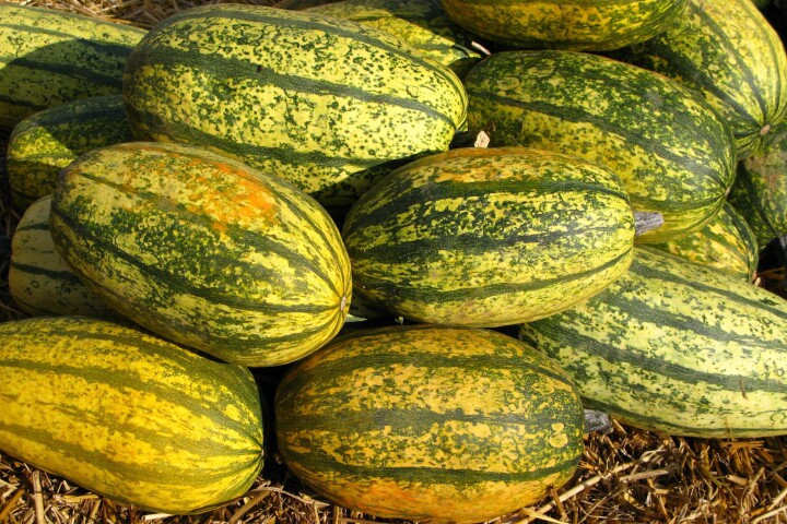 Courge spaghetti