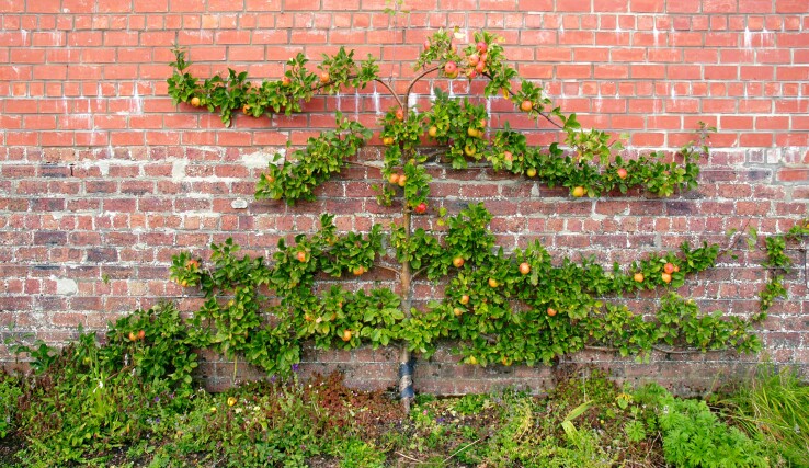Des arbres fruitiers en espalier contre un mur de maison, avec des pommes mûres – une culture fruitière peu encombrante dans le jardin.