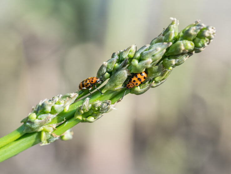 Deux criocères de l'asperge sur une pousse d'asperge verte.