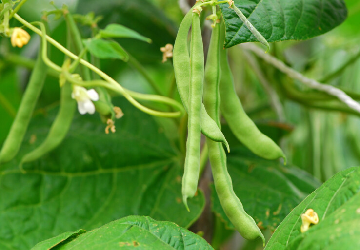 Des haricots verts à rames poussent sur la plante, dans le potager, avec des gousses mûres et de grandes feuilles.