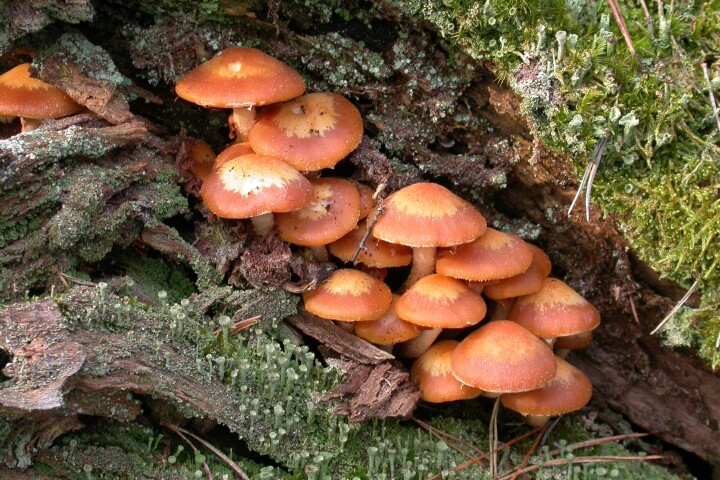 Pholiote changeante (Kuehneromyces mutabilis)