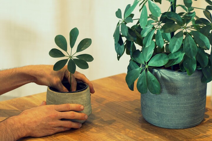 Prendre soin d'un Schefflera (arbre ombrelle) : emplacement, entretien et taille