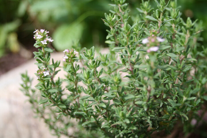 Blühender Thymian im Gartenbeet an einem sonnigen Standort mit dichtem, aromatischem Laub.