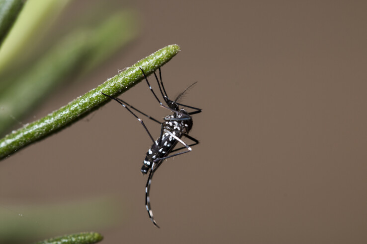 Die Asiatische Tigermücke (Aedes albopictus) ist eine invasive und sehr aggressive Stechmücke. 
