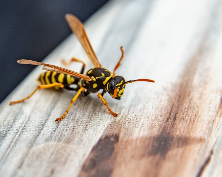 Les nuisibles typiques qu'on trouve à la maison, comme les mouches, les fourmis et les souris.