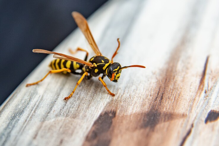 Les nuisibles typiques qu'on trouve à la maison, comme les mouches, les fourmis et les souris.