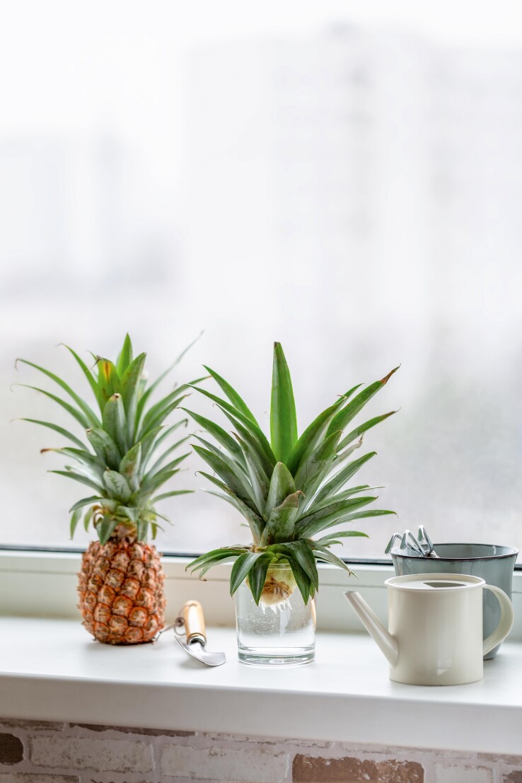 Une bouture de feuille d'ananas prend racine dans un verre d'eau posé sur le rebord de la fenêtre