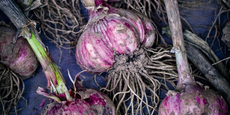 Des bulbes d'ail d'hiver tout juste récoltés, avec leurs racines et un peu de terre