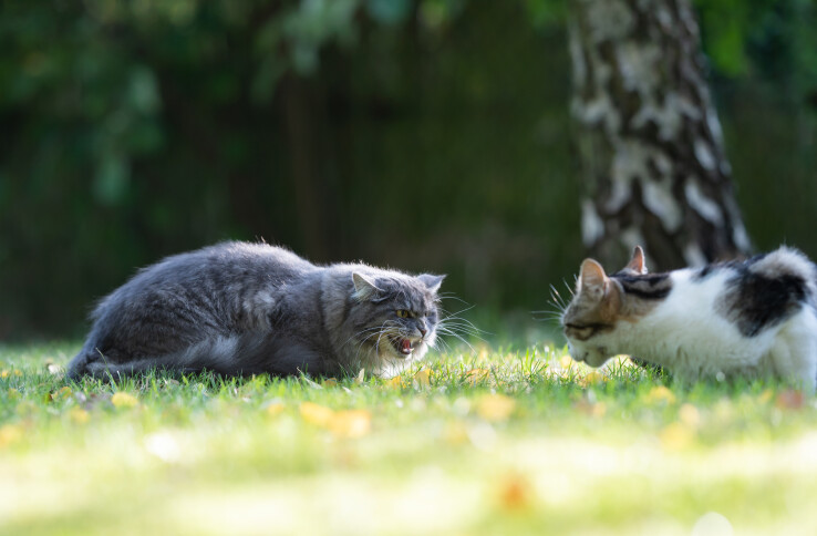 Deux chats se font face dans un pré en sifflant et adoptent un comportement agressif.