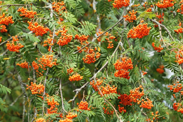 Le sorbier (Sorbus aucuparia), dont les branches sont ornées de baies d'un orange vif.