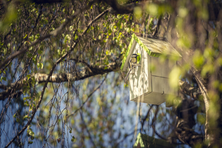Un nichoir installé dans un arbre offre aux oiseaux un lieu de nidification protégé dans un jardin naturel.
