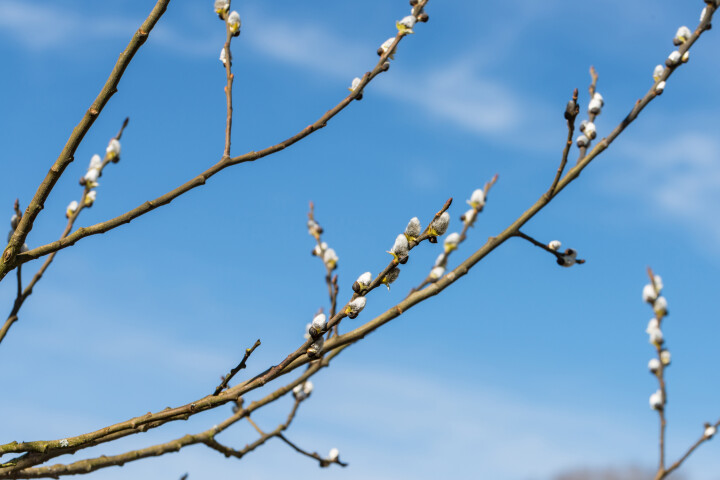 Un saule (Salix) en fleurs, avec des chatons blancs sur des branches nues au printemps.
