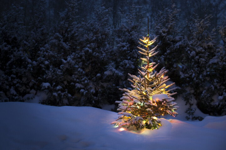  Un sapin de Noël dans la forêt