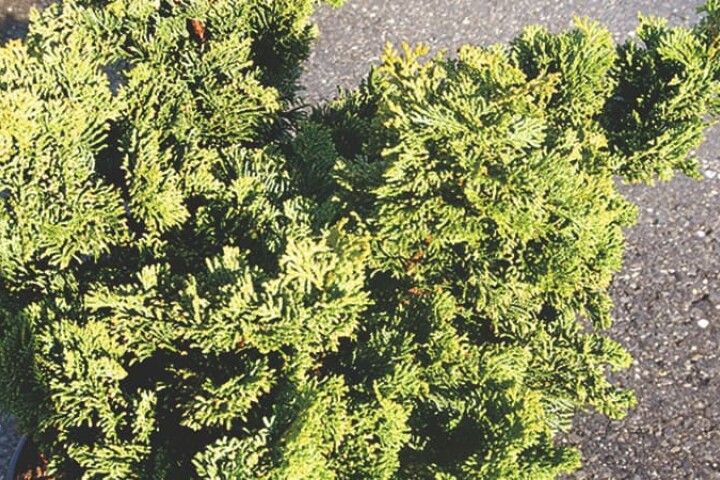 Variété de sapin de Noël « Nana Gracilis »