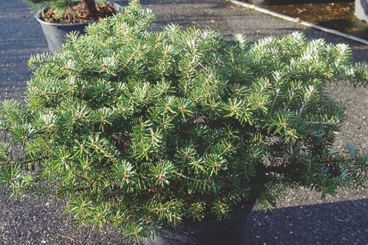 Variété de sapin de Noël « Pancake »
