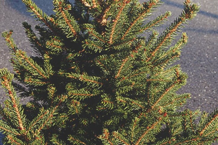 Variété de sapin de Noël « Will's Zwerg »