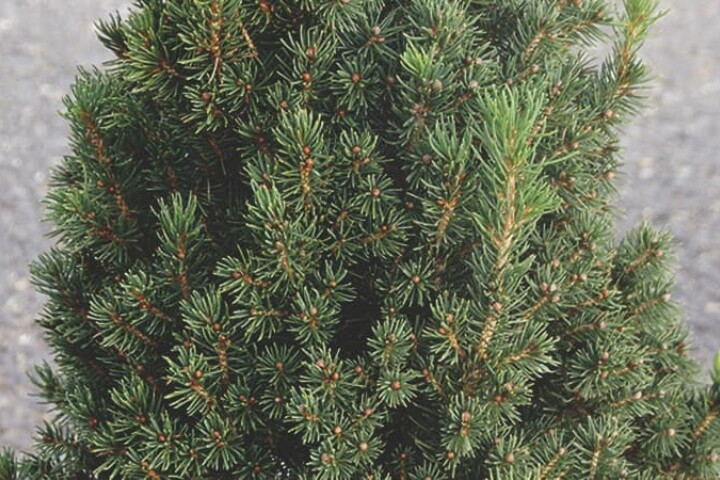 Variété de sapin de Noël « Pain de sucre »