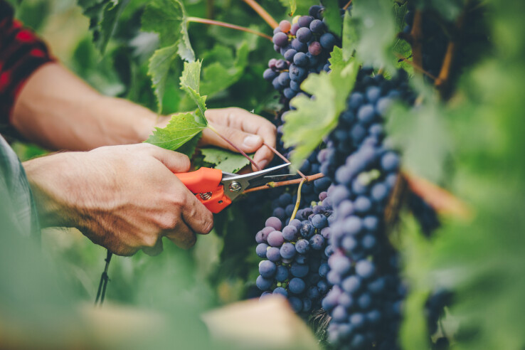 Une personne taille une vigne à l'aide d'un sécateur dans le vignoble, tandis que des raisins bleus mûrs pendent à la vigne.