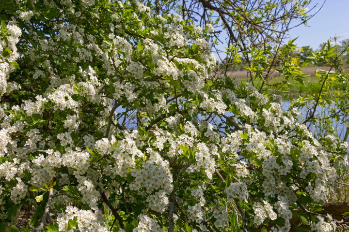 Aubépine (Crataegus laevigata) en fleurs, parsemée de nombreuses fleurs blanches au printemps.