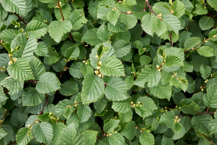 Aulne blanc (Alnus incana) aux feuilles vertes fraîches et aux jeunes chatons.