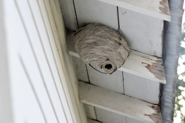 Éliminer les nids d'insectes de la maison