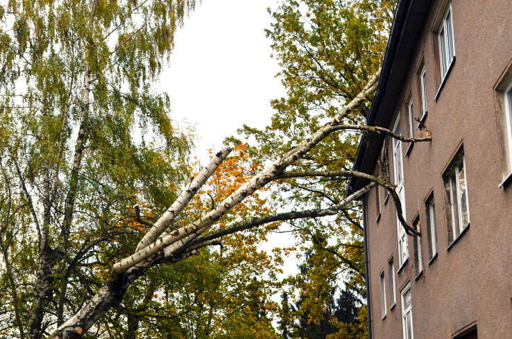 Un arbre tombé a endommagé un immeuble d'habitation à la suite d'une tempête.