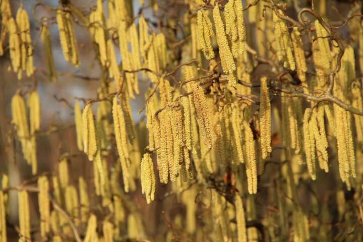 Noisetier (Corylus avellana) en fleurs, avec de nombreux chatons jaunes au printemps.