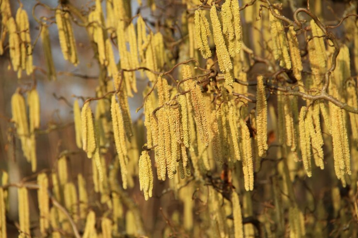 Noisetier (Corylus avellana) en fleurs, avec de nombreux chatons jaunes au printemps.