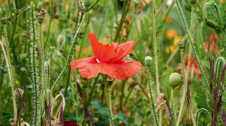 jardin d’ornement