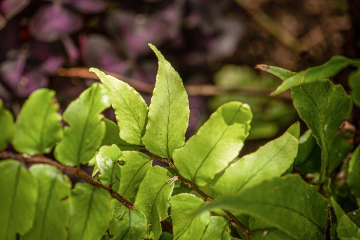 Une fougère en forme de faucille aux frondes vert clair, dans un coin ombragé du jardin